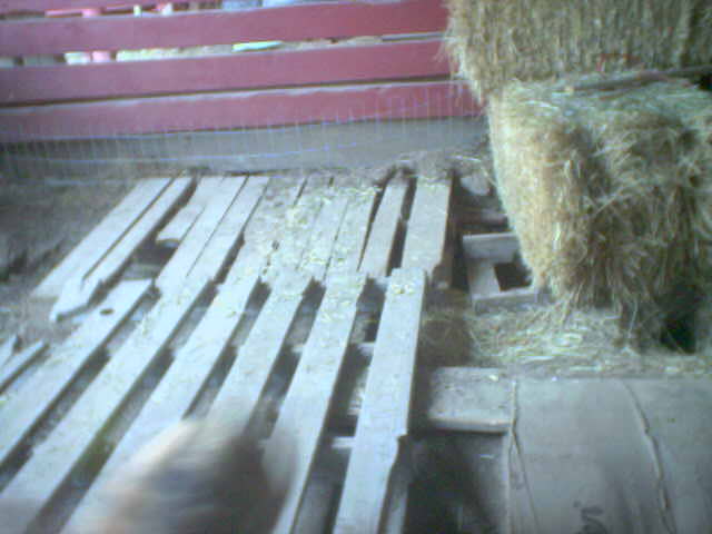 Bunny Shed