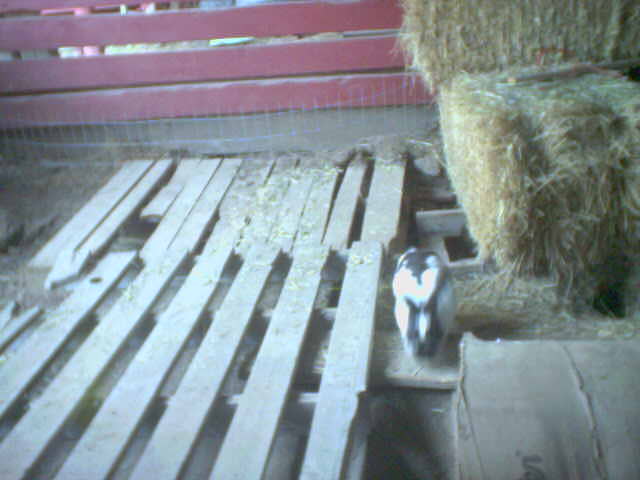 Bunny Shed